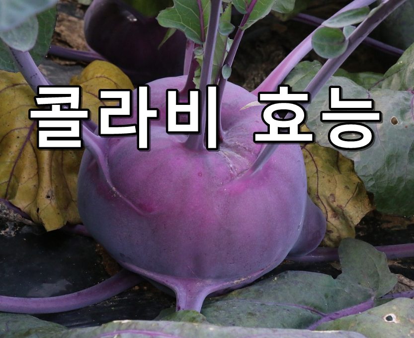콜라비효능 썸네일